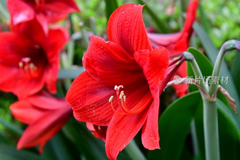 Hippeastrum /孤挺花